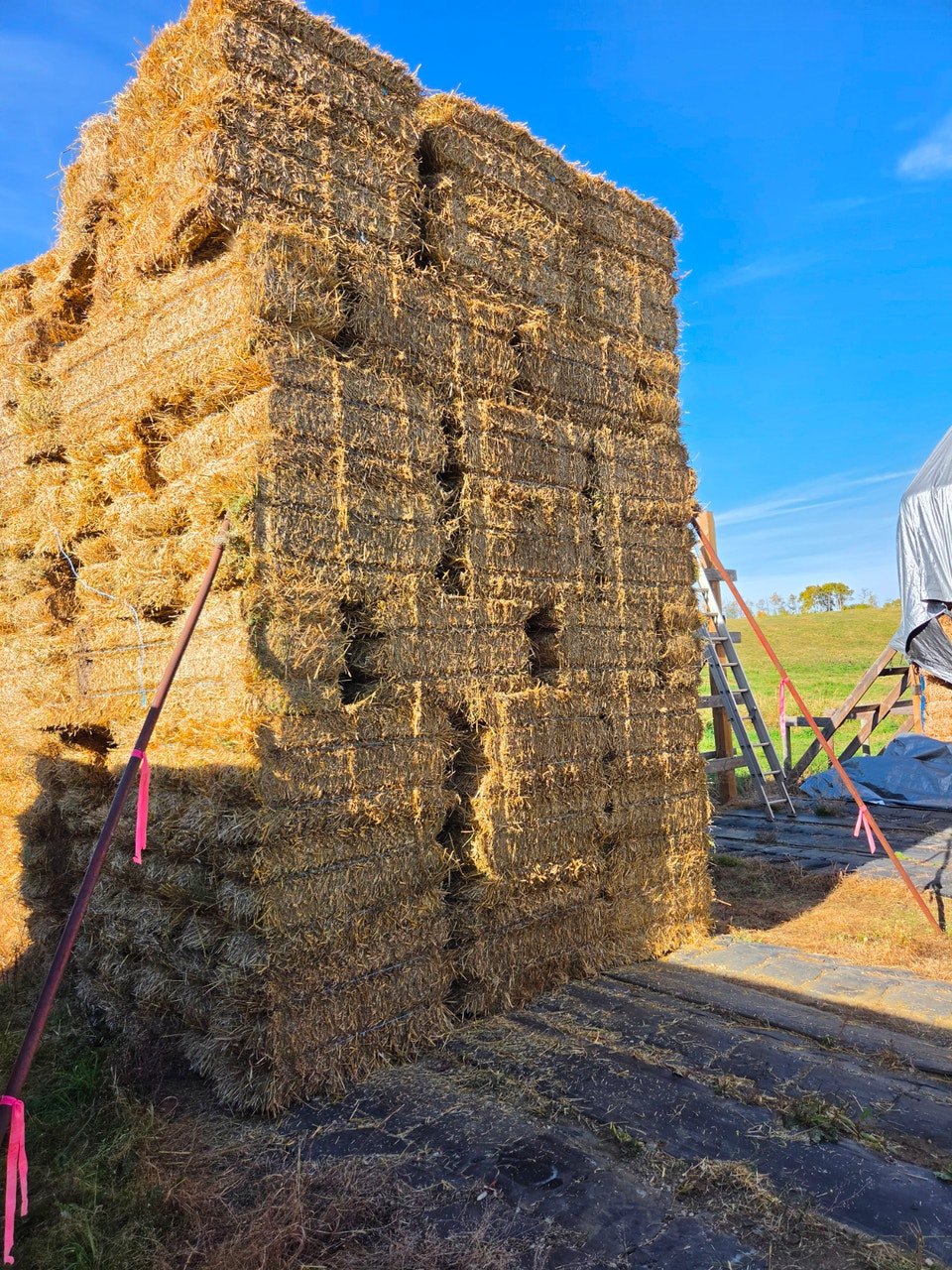 SMALL SQUARE WHEAT STRAW | Livestock | Edmonton | Free local ...