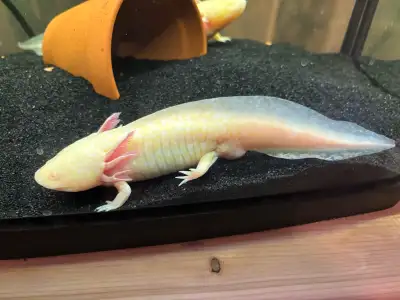 Selling some Adult Axolotls that I have raised myself since they were eggs, they are in perfect cond...