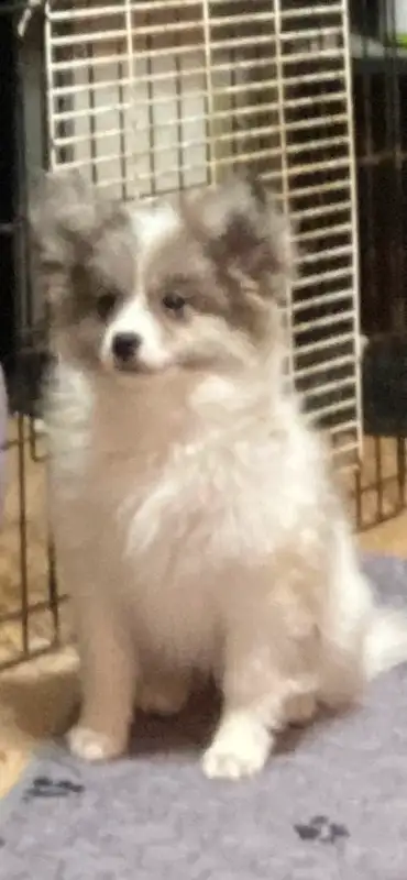 Super sweet cuddly pups.There is two litters. The first were born Aug 15/24. Puppies have been vacci...