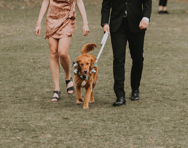 Doggie Wedding Leis in Other in Saskatoon
