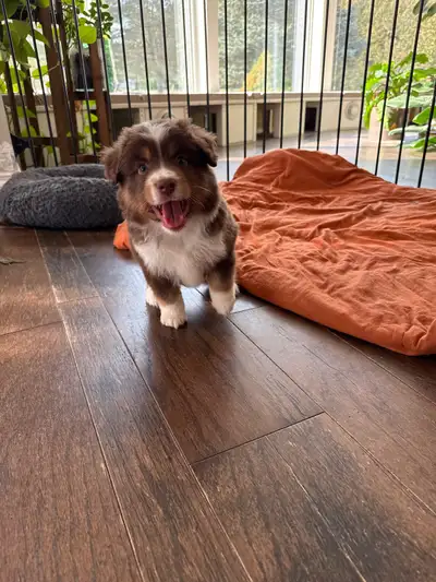 CKC Miniature American Shepherd, View more