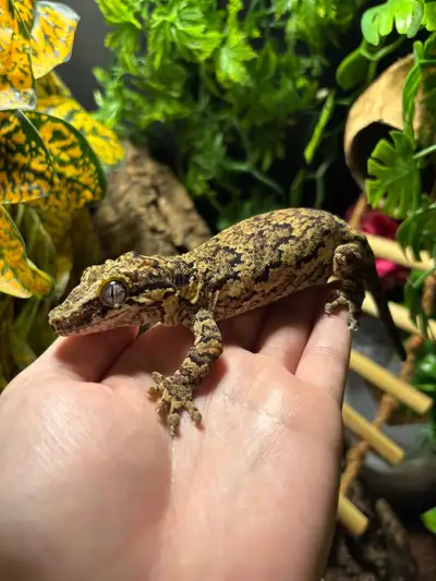 Gecko to a good home PLEASE READ, View more