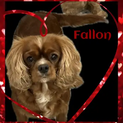 F1 Cavapoo, View more