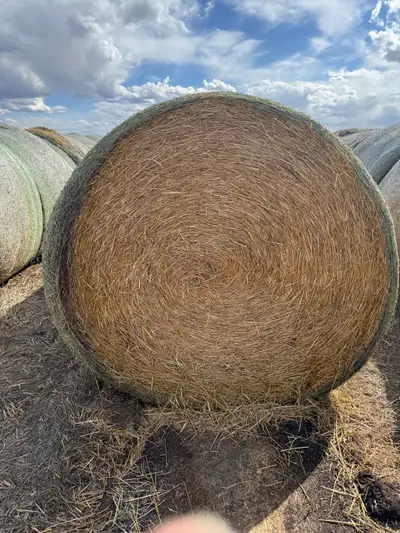 2023 wheat straw for sale. Bales are 68 inches tall. We have about 40 left. $30 per bale. Call or te...