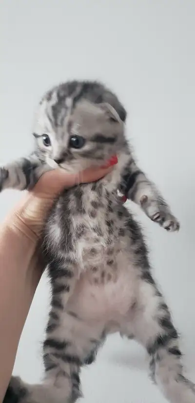 un petit Scottish Fold, View more
