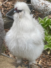  White silky rooster