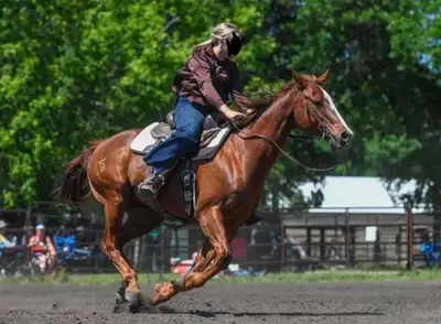 ☆Solid Trail/Lesson & 1D Barrel Horse☆, View more