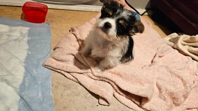 MALE YORKIE PUPPY in Dogs & Puppies for Rehoming in Belleville - Image 7