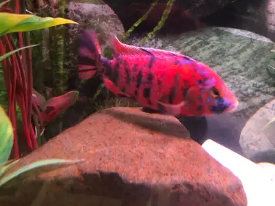 Poissons cichlidee africains à Repentigny 514-607-7993, View more