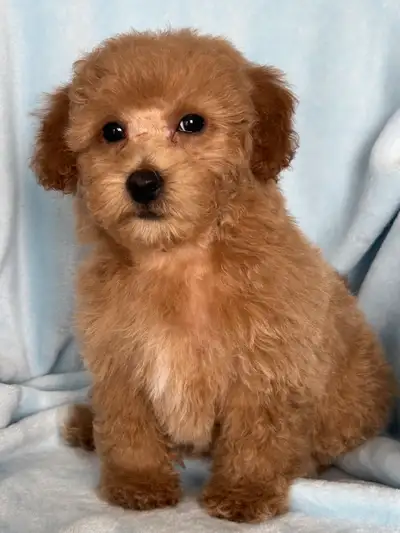 Donna’s Doodles and Poodles We have 1 mini Goldendoodle Looking for his forever home ❤️ This puppies...