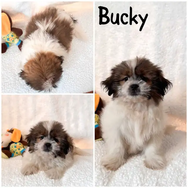 Shih tzu puppies in Dogs & Puppies for Rehoming in Winnipeg - Image 5