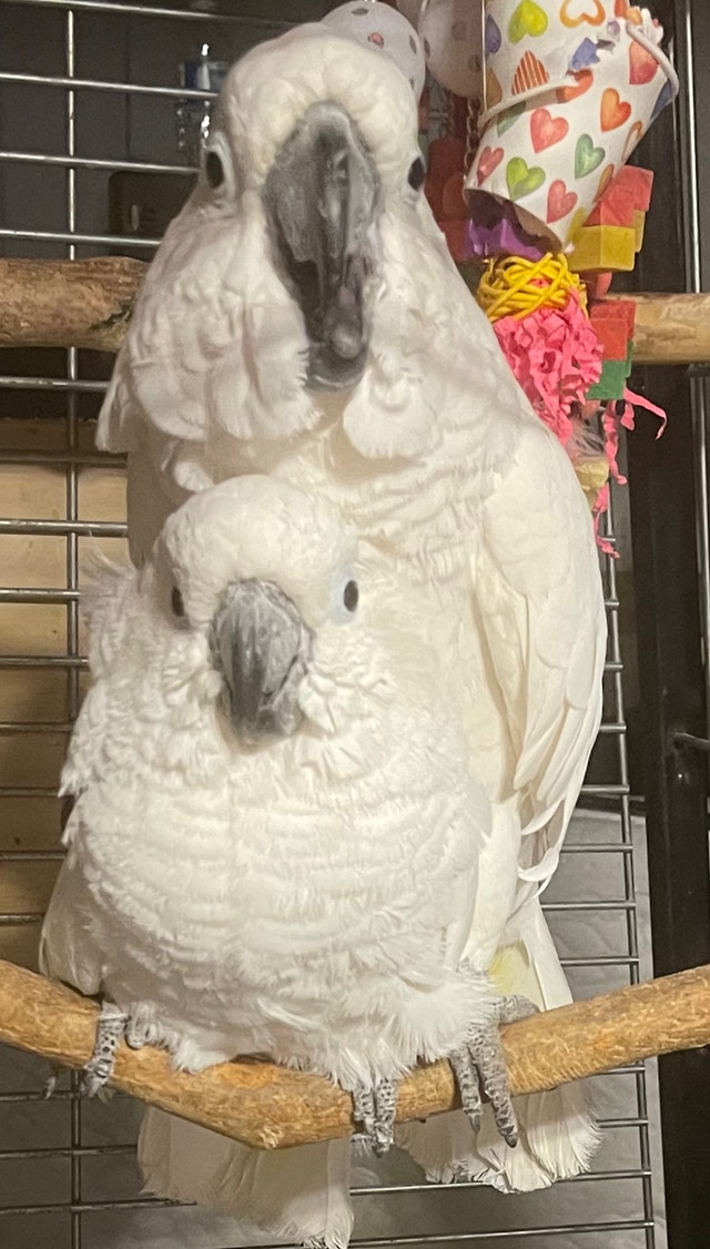 Proven 100 Umbrella cockatoos breeding pair Birds for Rehoming