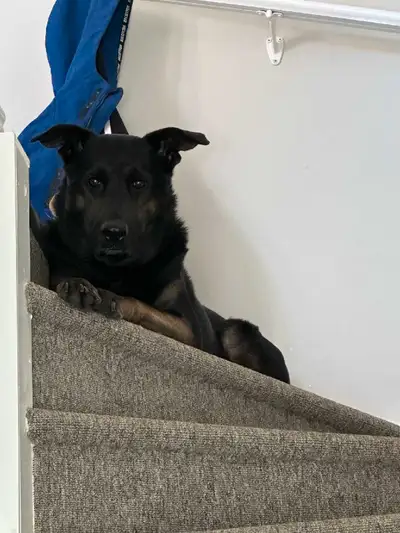 Hello my name is Jake i am a mix of Husky, shepord and lab, im 8 years and I'm a good boy. I dont go...