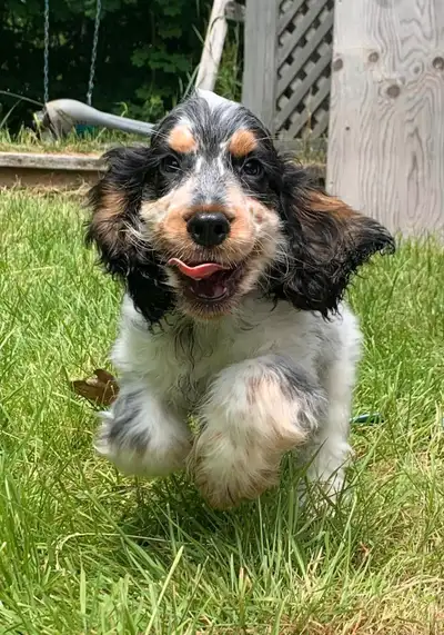 Chiot Cocker Anglais enregistré au Club Canin et avec garanties, View more
