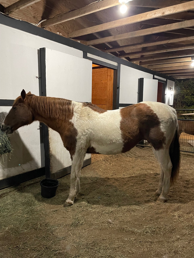 horse board for one horse to be spoiled in Equestrian & Livestock Accessories in Parksville / Qualicum Beach