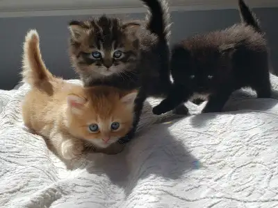 Chatons persan x siamois prêt a partir, View more