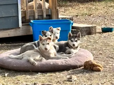 Husky pups raised outside. Good with children. Mom is purebred Siberian husky. Just two females avai...
