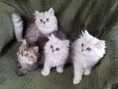 Chatons persan affectueux ,vacciné et vermifuger, View more