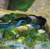 Blue Velvet Shrimp  Crevette Velours Bleu Neocaridina 