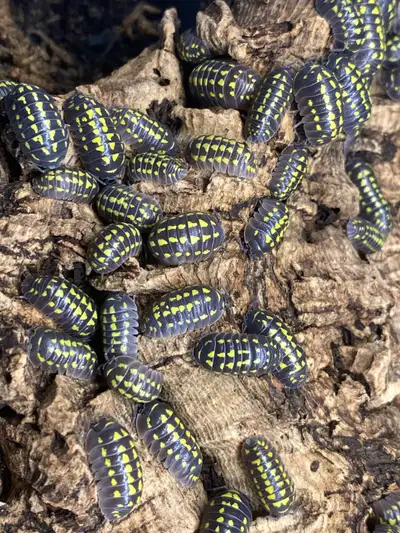 Armadillidium Gestroi - REDUCED PRICE!!!, View more