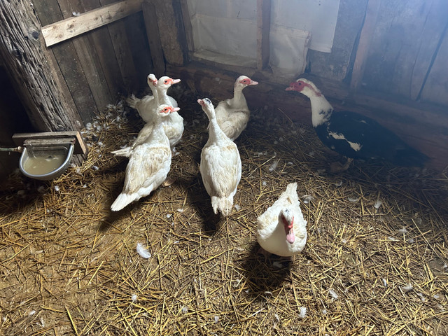 Muscovy Ducks Breeding Set in Livestock in Chatham-Kent