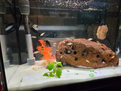 Electric Blue Cichlids, View more