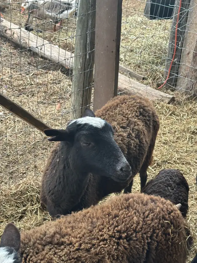 painted desert ewes  in Livestock in Vernon - Image 10
