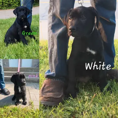 Adorable mix breed pups Ready for the forever homes! Mom is a lab mix Dad is a rottweiler mix These...