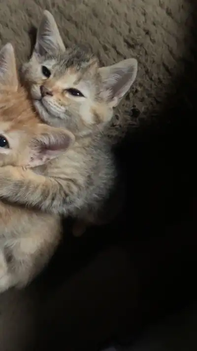 Chaton a vendre, View more