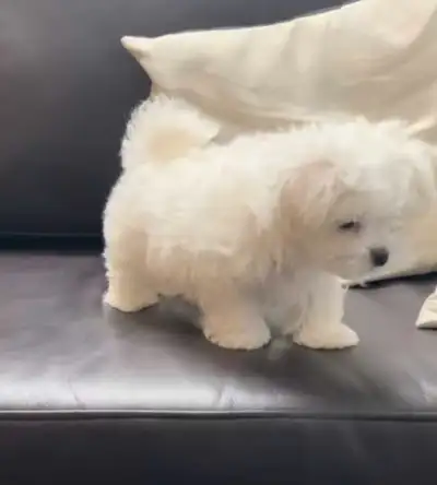 Full white fluffy Maltese .. 2 boys left! Appoalergetic non shedding sweet cuddly love to play & exp...