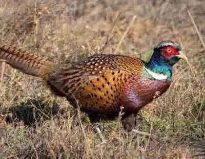 Ringneck Pheasant, View more