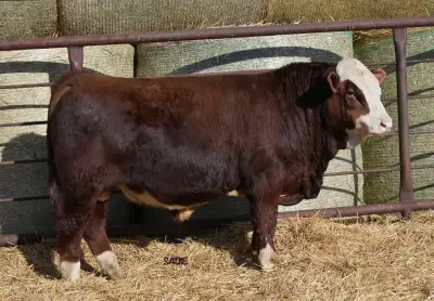 Yearling Fullblood Bull for sale, View more