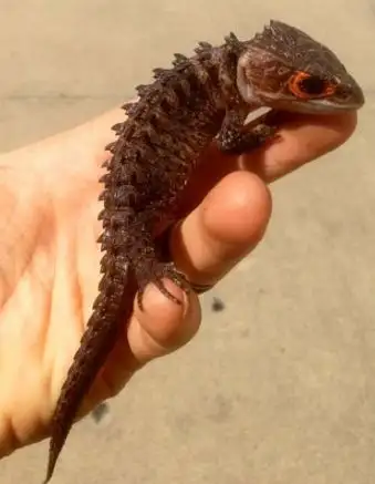 Red Eye Croc Skinks, View more