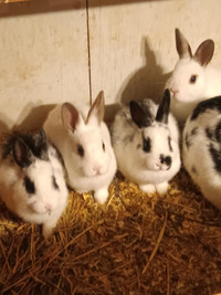 Baby Rabbits for sale