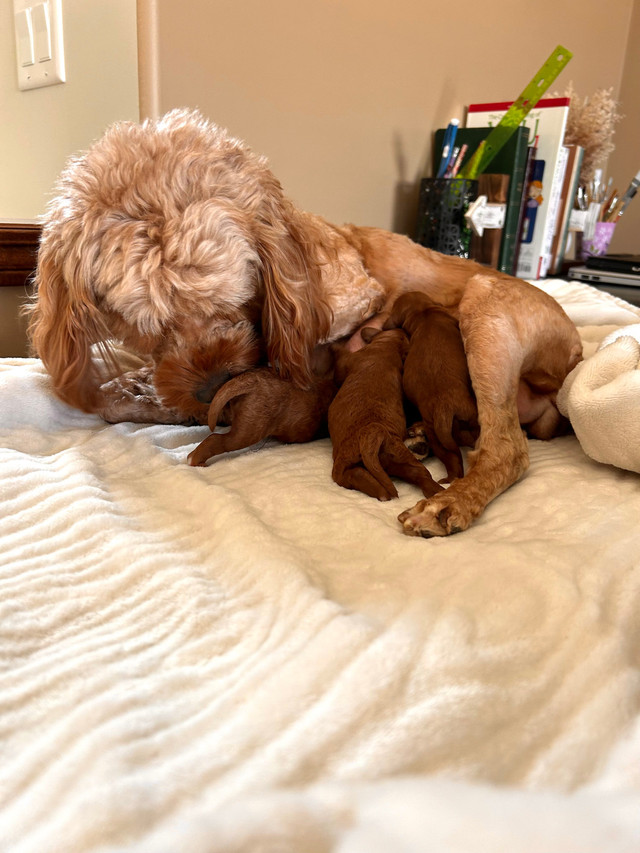 Beautiful red Cockapoo puppies (all females) in Dogs & Puppies for Rehoming in Calgary - Image 3