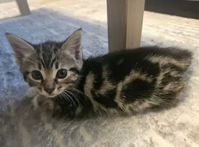 3 Kittens looking for a new home, View more