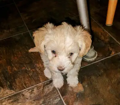 Cute Cuddly Cross puppies, View more