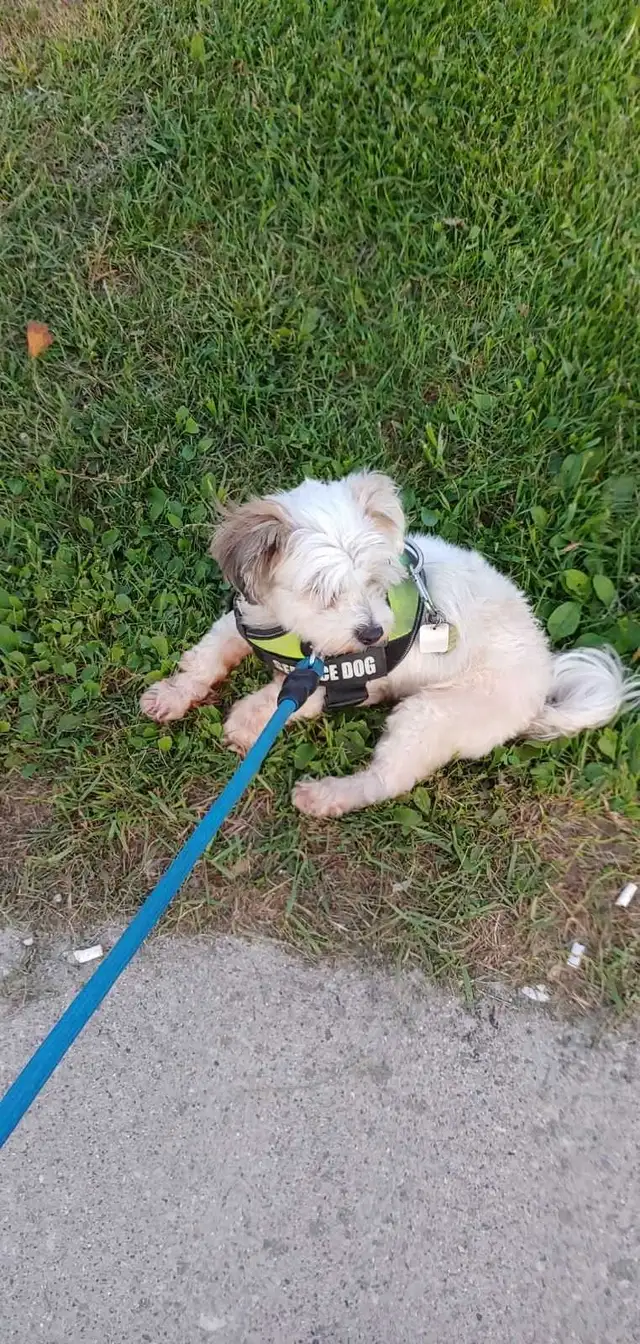 Help with a gofundme 