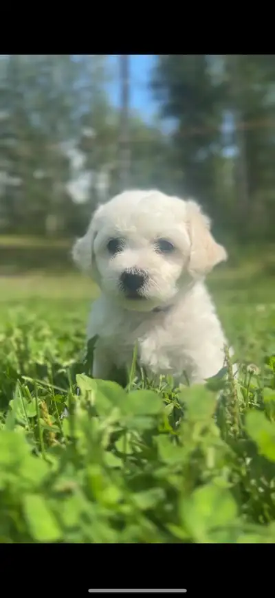 only 1 left  purple collar Bichon frisè girl, View more