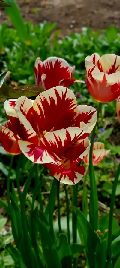 33y mom with g2 license looking for cash job to support my little family. Cash preferred part or ful...