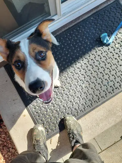 Blue heeler Sheppard mix looking for his forever home emergency, View more