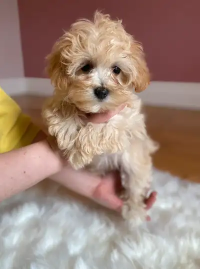 Charming teddy bear Maltipoo, View more