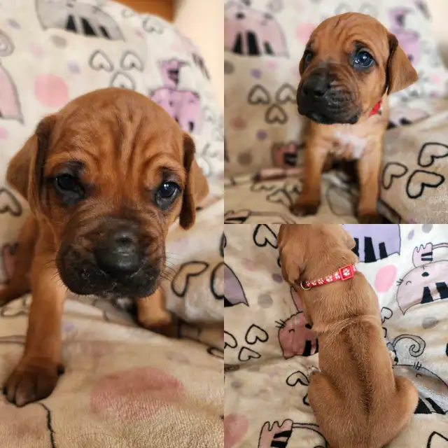 rhodesian ridgeback puppies in Dogs & Puppies for Rehoming in Edmonton - Image 5
