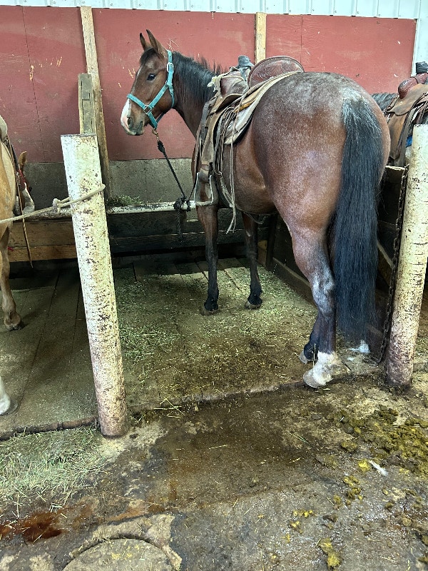 AQHA for sale Horses & Ponies for Rehoming Lethbridge Kijiji