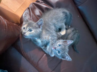 Cute kittens ready for homes.
