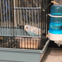 Two budgies and cage