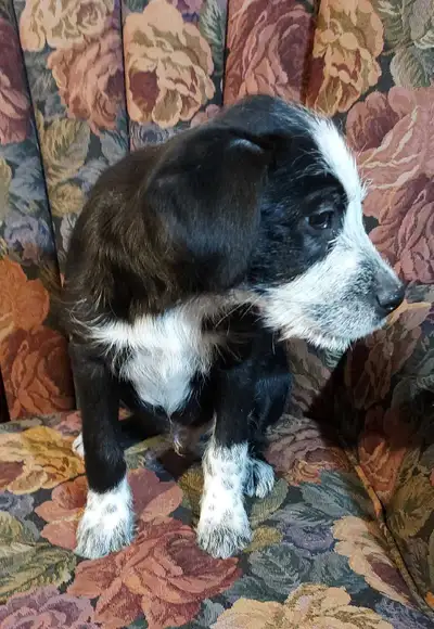 BORDOODLE PUPPIES, View more