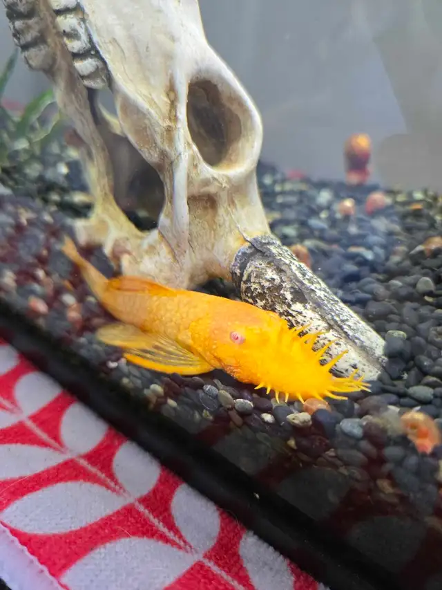 albino bristlenose pleco in Fish for Rehoming in Laurentides - Image 2