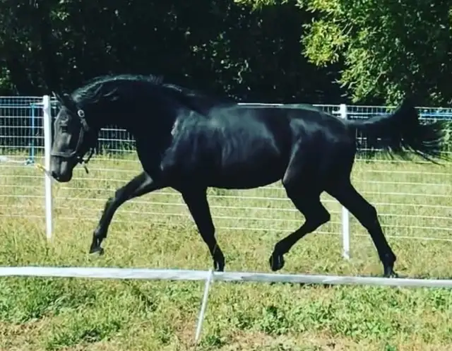 Breeding Doses of Warmblood Stallion in Horses & Ponies for Rehoming in City of Toronto - Image 3