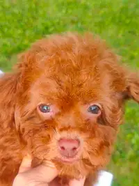 Toy Poodle Puppy，One Female left